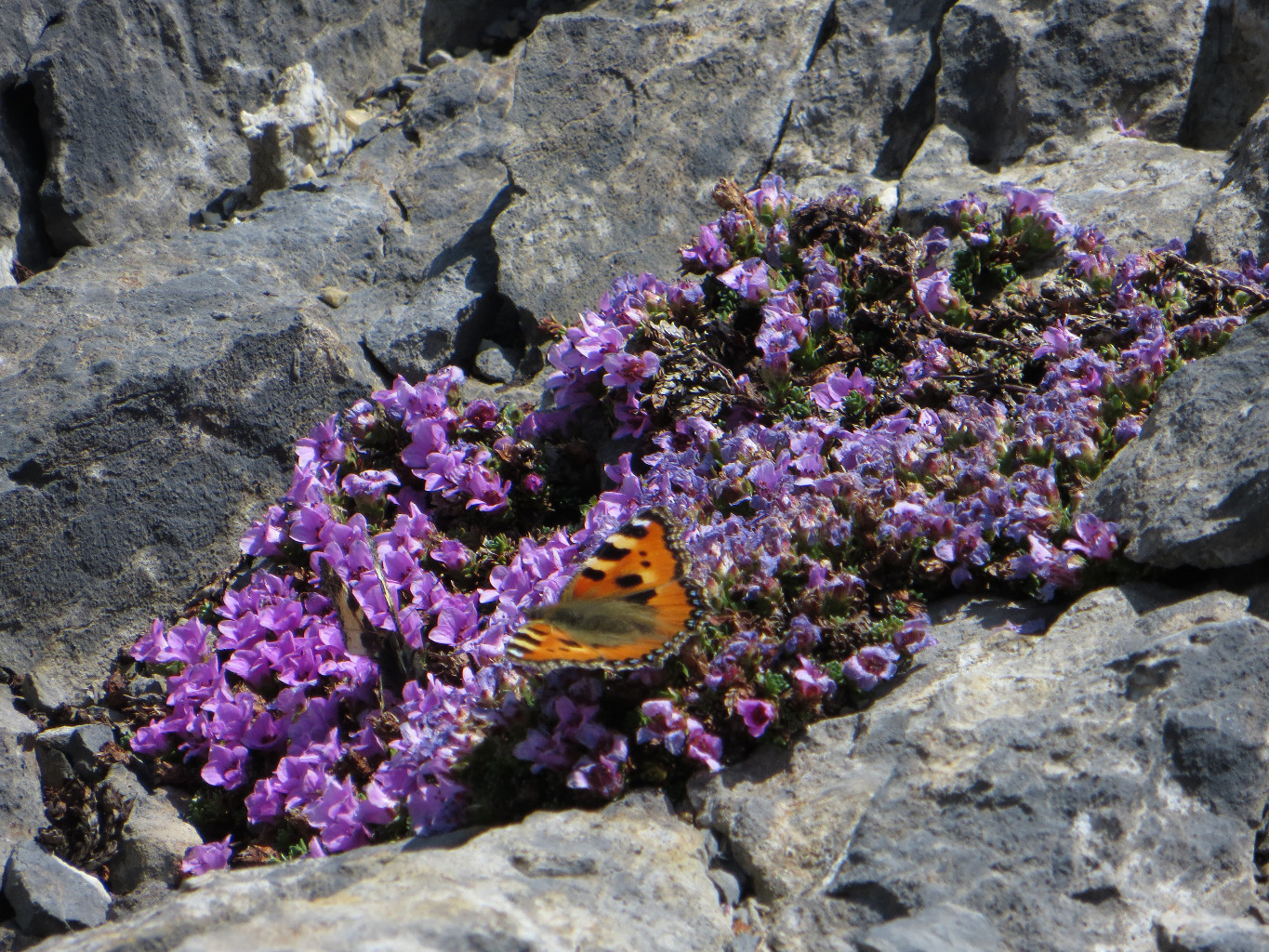 Papillon au Col des Paresseux
