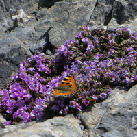 Papillon au Col des Paresseux