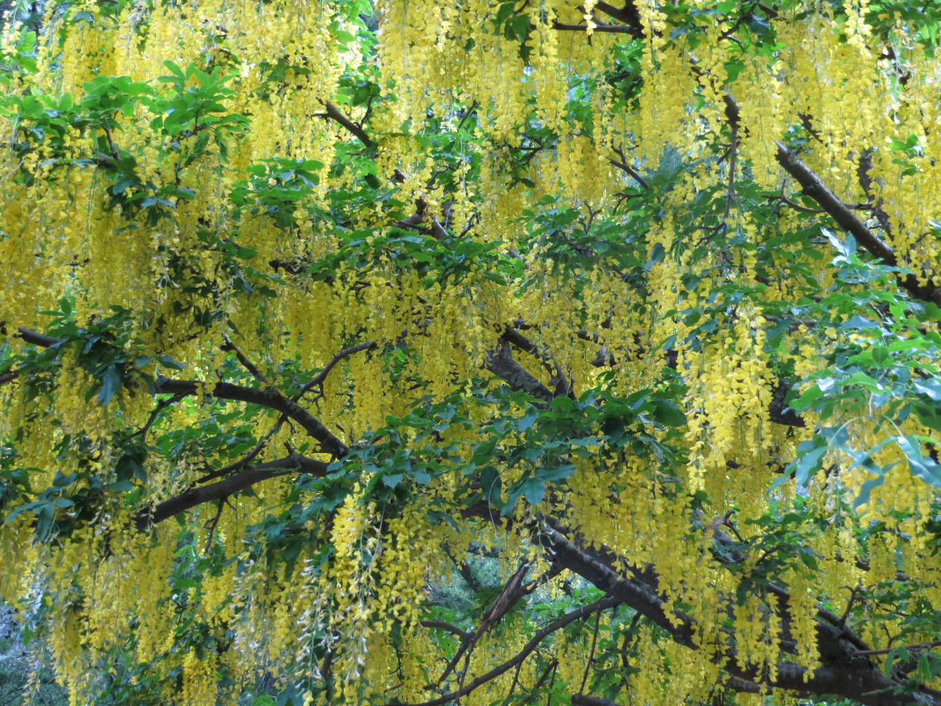 Toit jaune