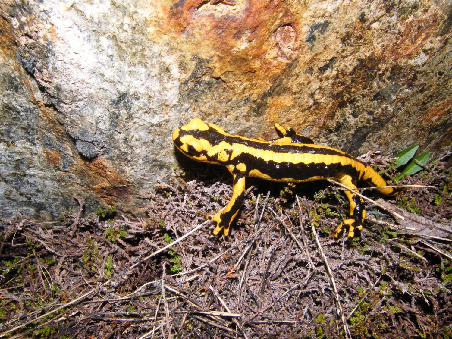 Salamandre