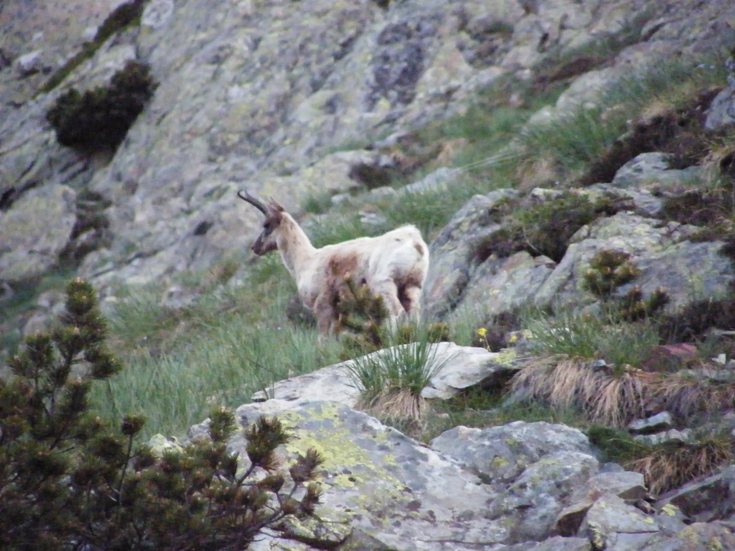 Izard