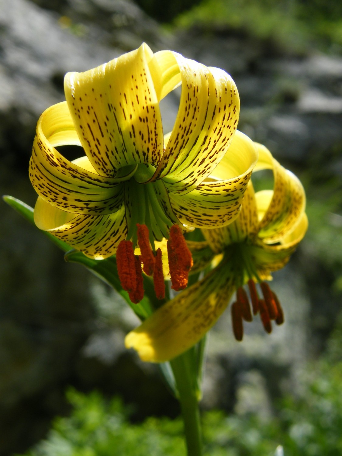 Lys des Pyrénées