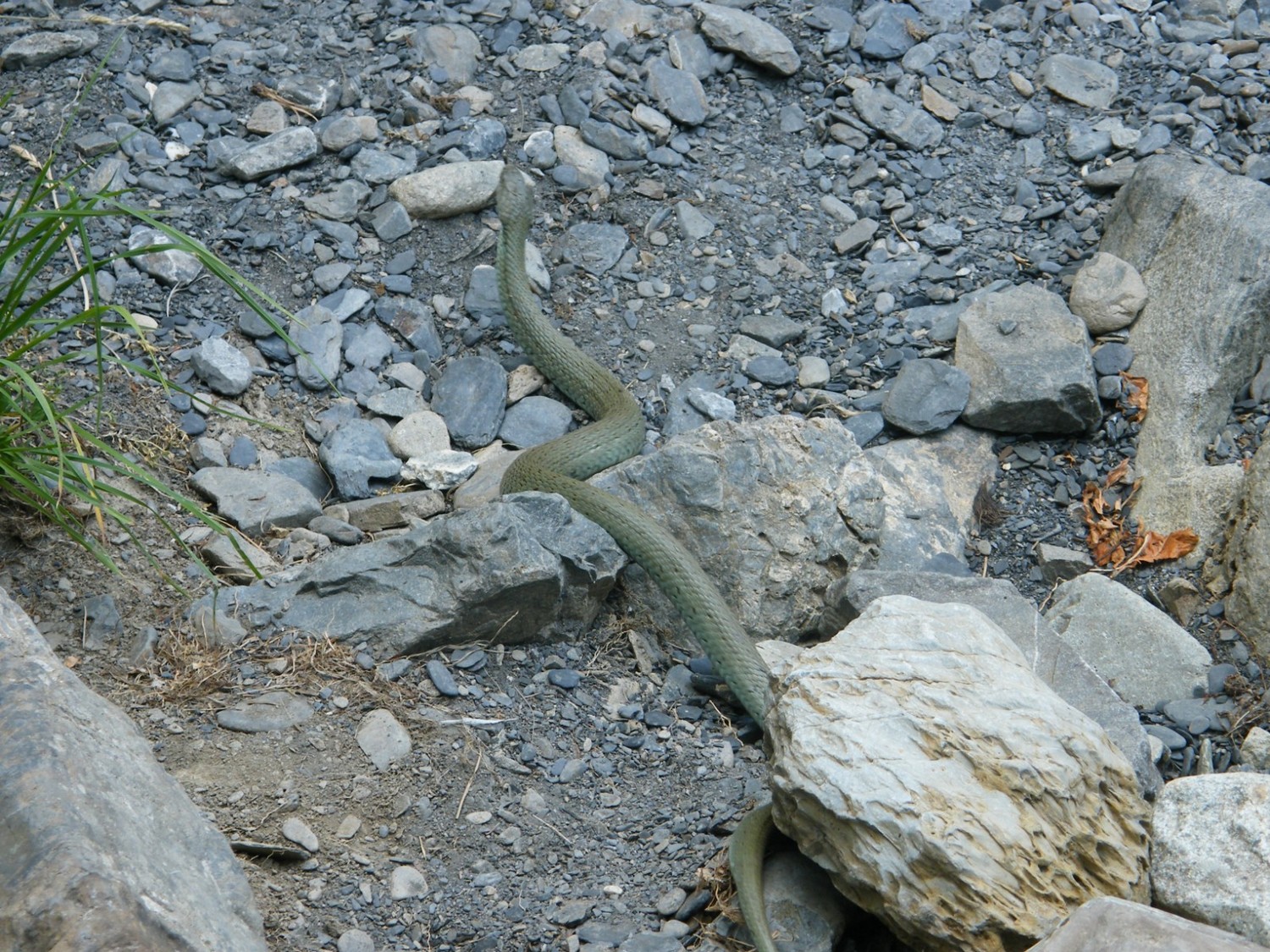 Un serpent