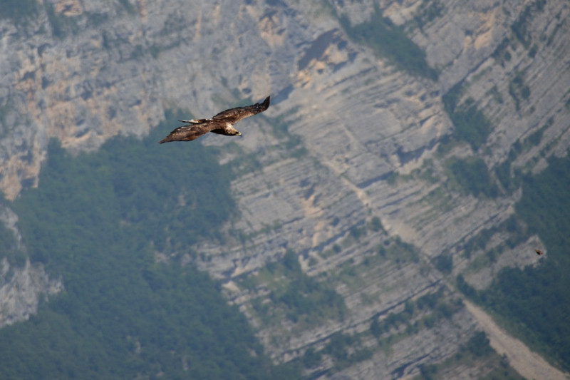 l'aigle qui fréquente le coin ces temps-ci.
