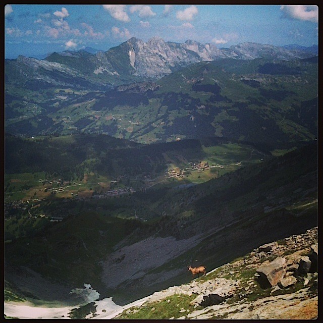 Aiguille de Borderan, chamois