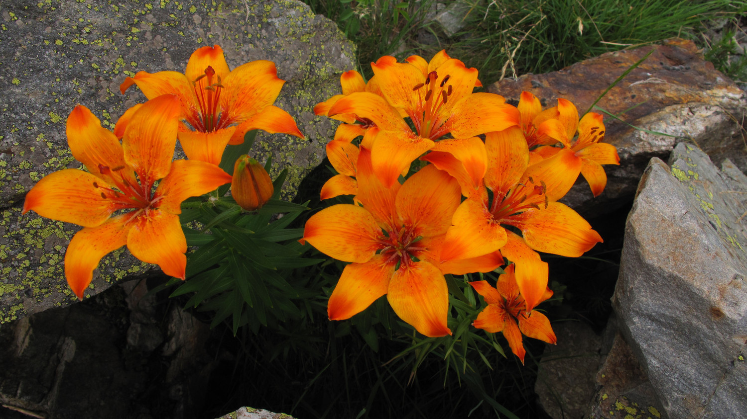 Lys orangé dans le vallon de la selle