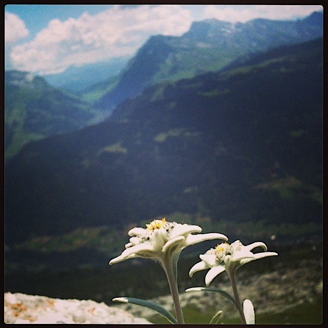 Leontopodium nivale subsp. alpinum, Syn.: Leontopodium alpinum