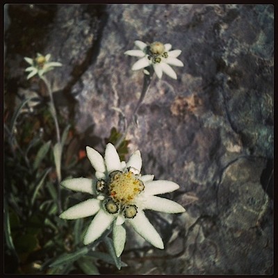 Des Edelweiss quoi