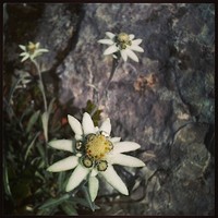 Des Edelweiss quoi