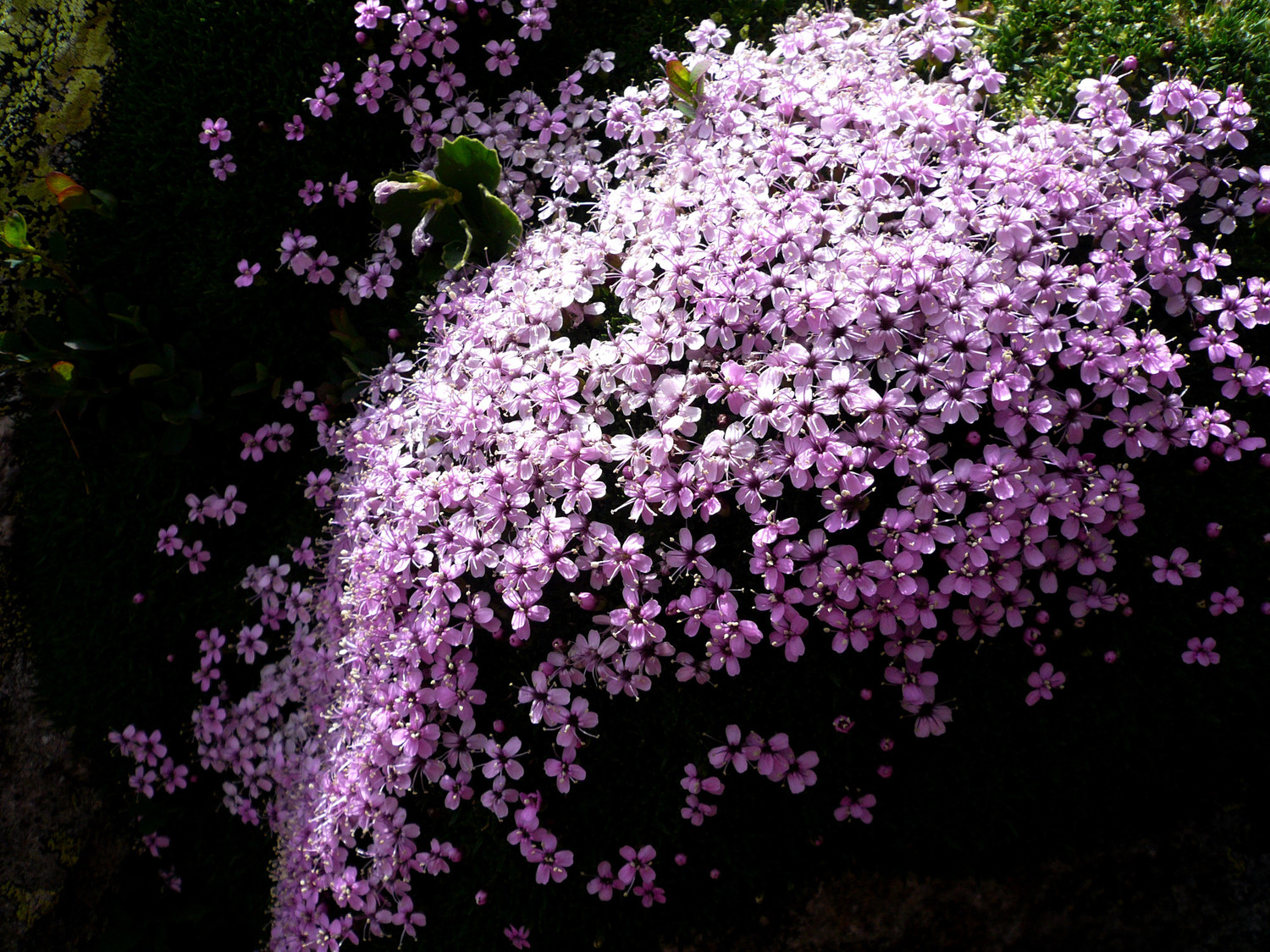 Fleur de rocaille...