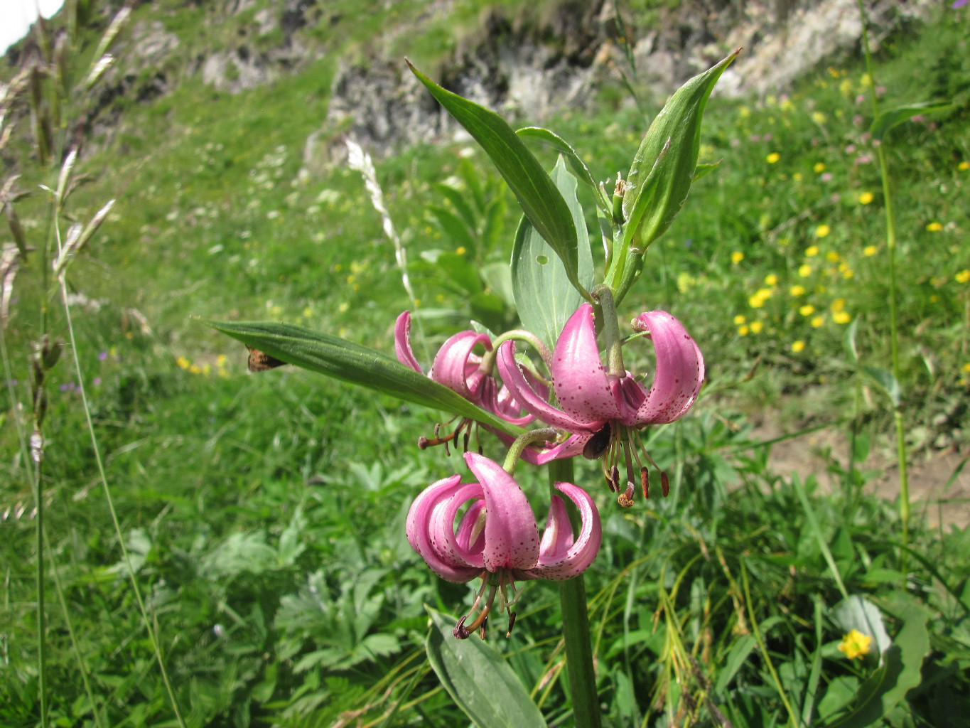 Lys Martagon