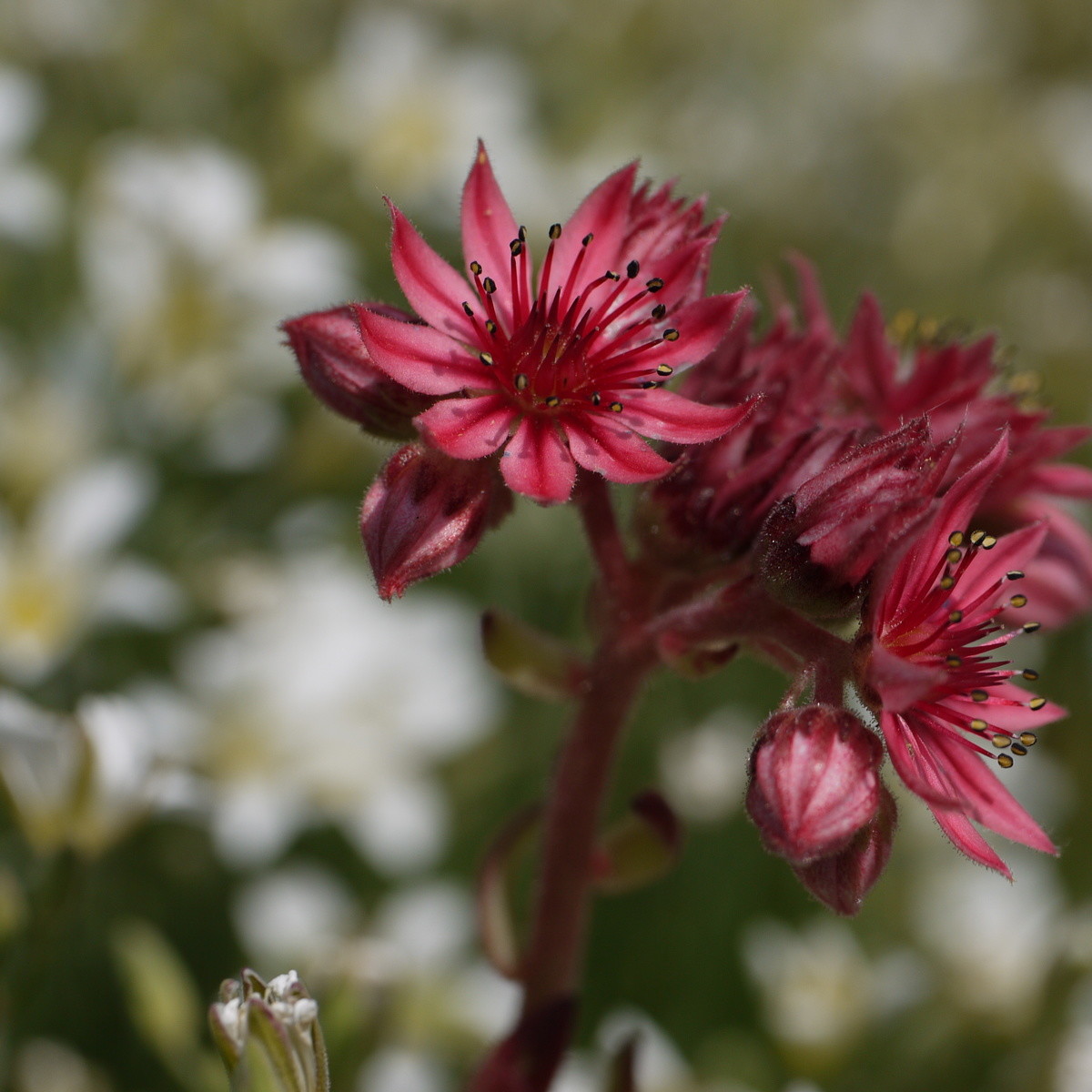 Flower #2