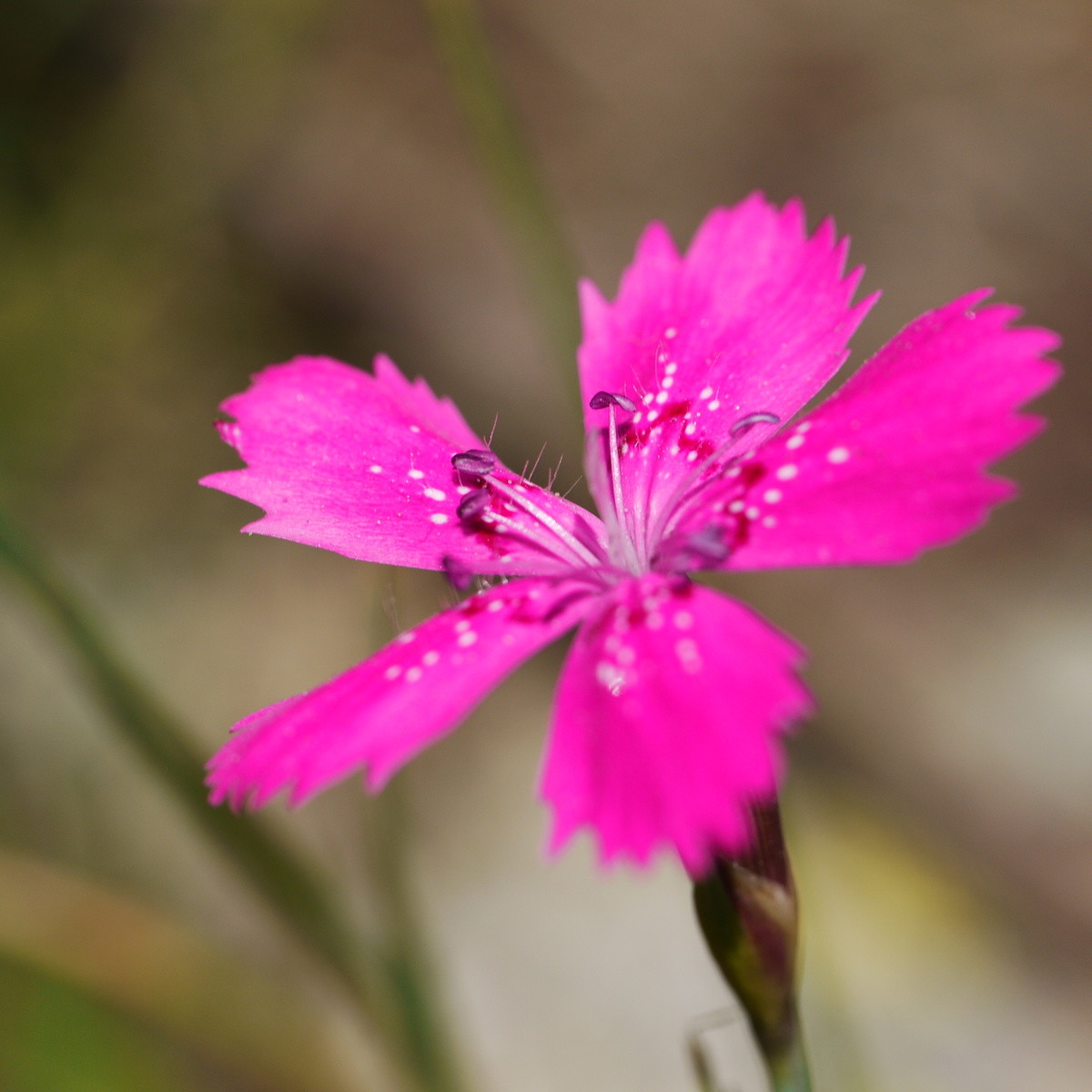 Flower #3