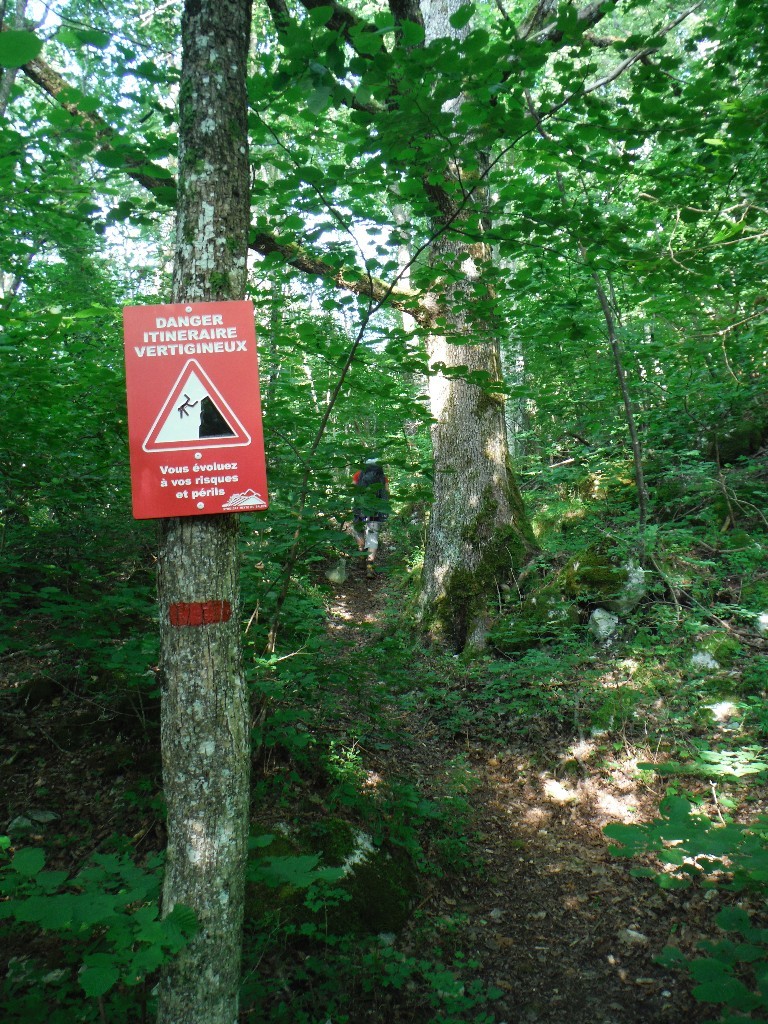 Passage dans la forêt