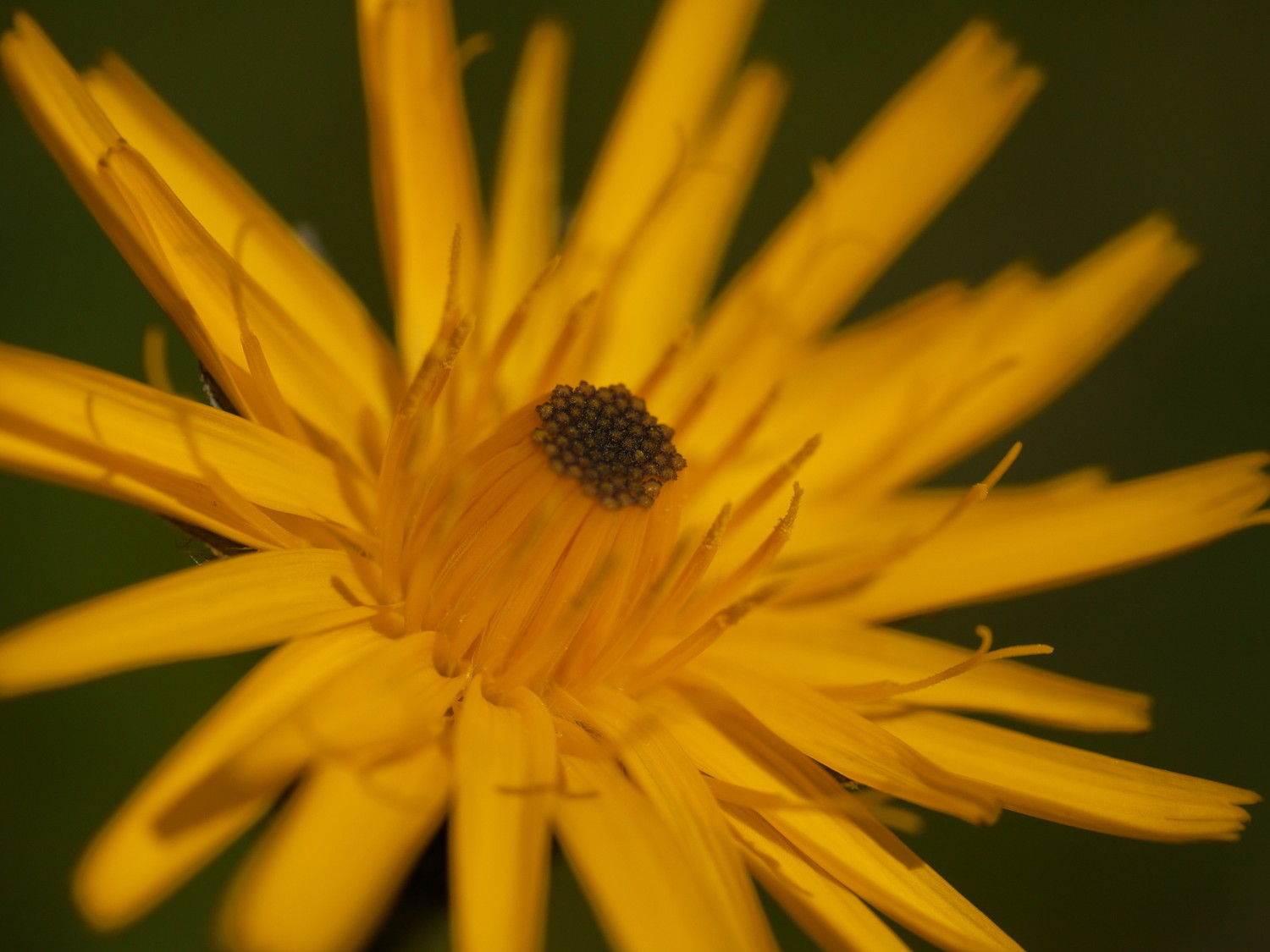 Flower #4