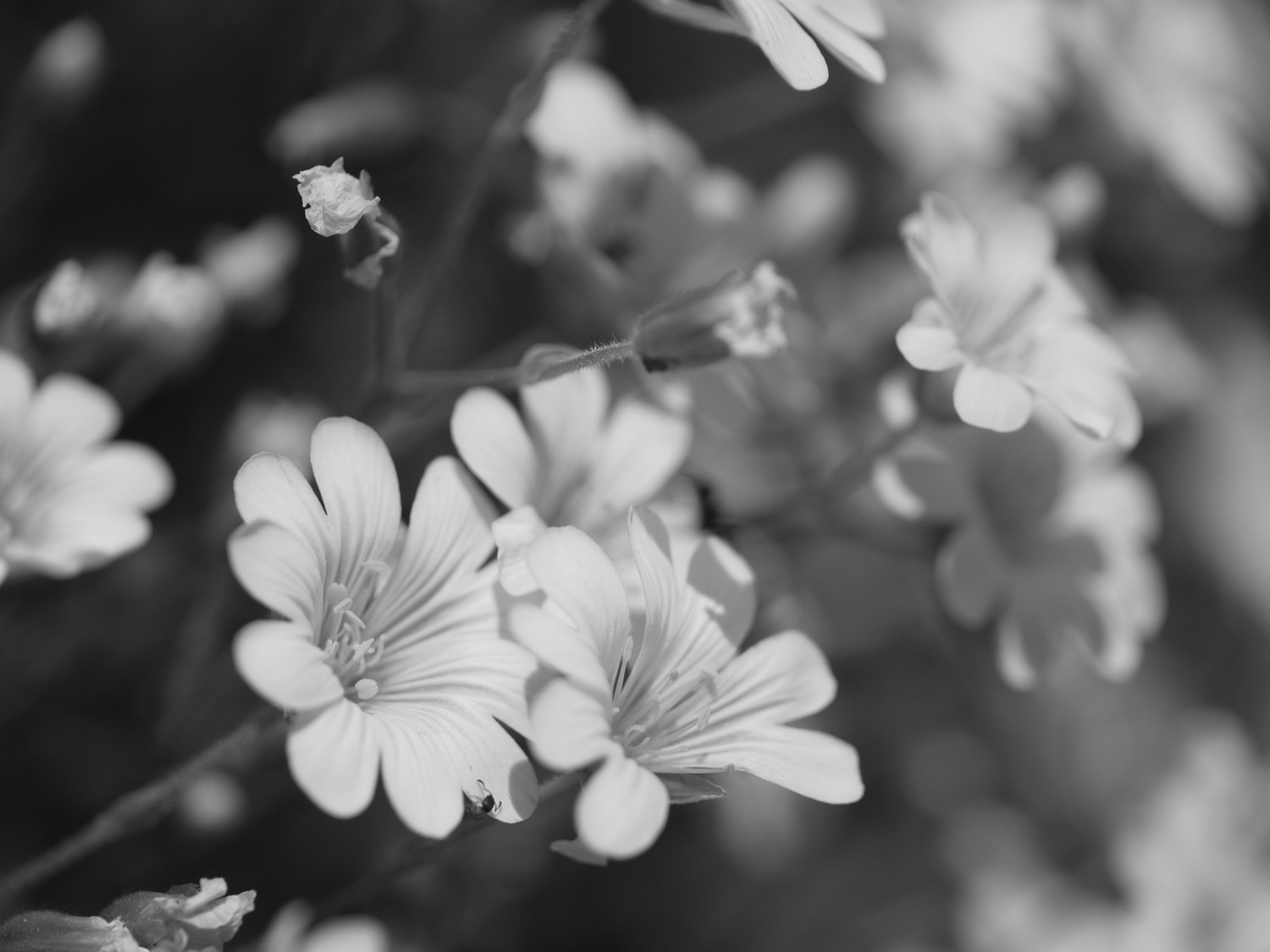 Flower #9