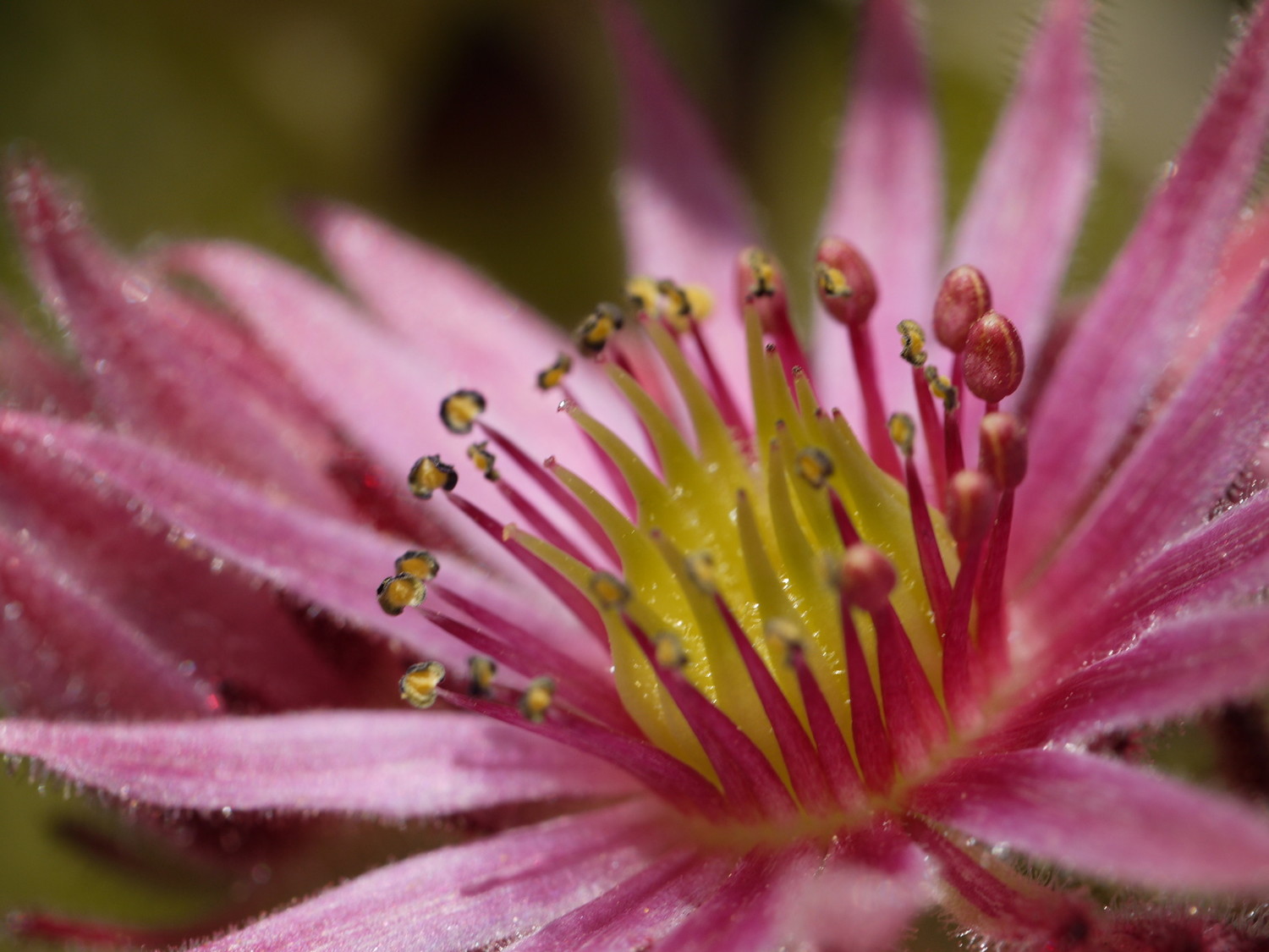 Flower #6