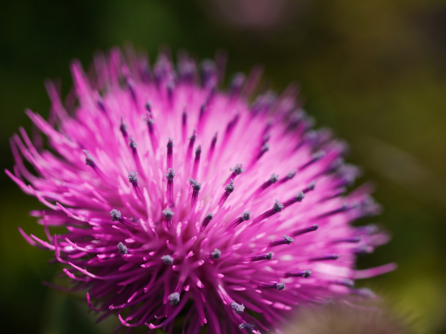 Flower #8