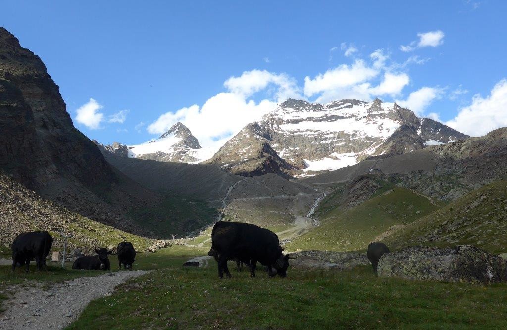 Heidiland : montagnes, pistes de ski, vaches, ...