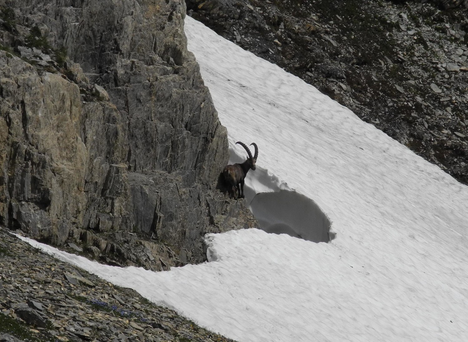 Bouquetin dans le versan italien menant au Petit Col Ferret