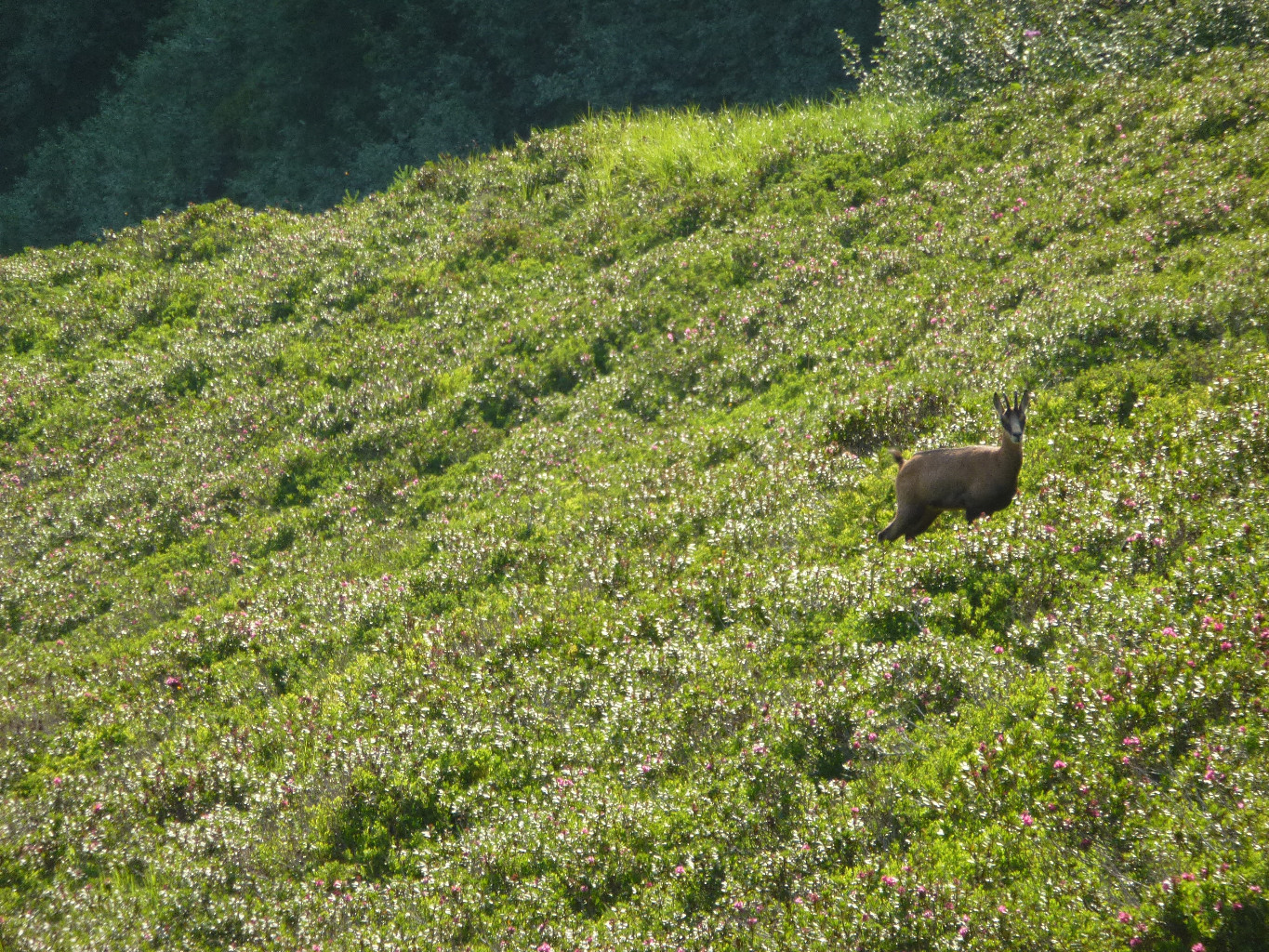 Chamois Helvète. Si, si, il m'a montré ses papiers