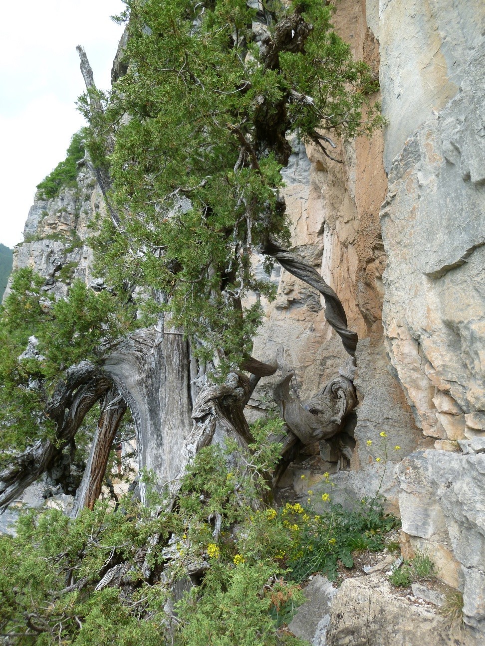 vue sur un arbre remarquable au relais