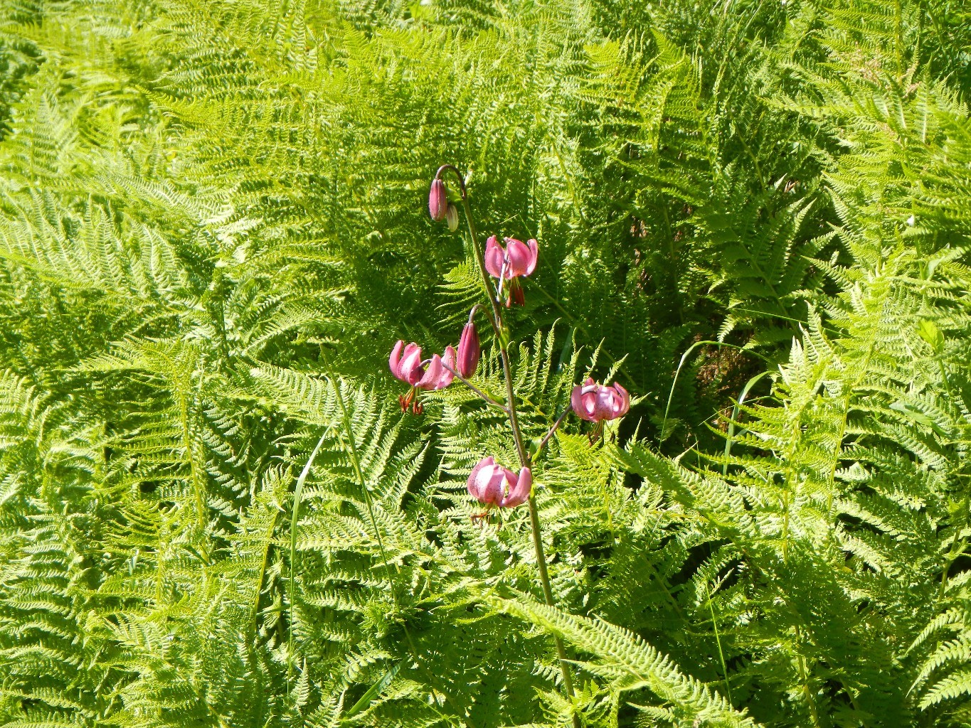 Lys Martagon