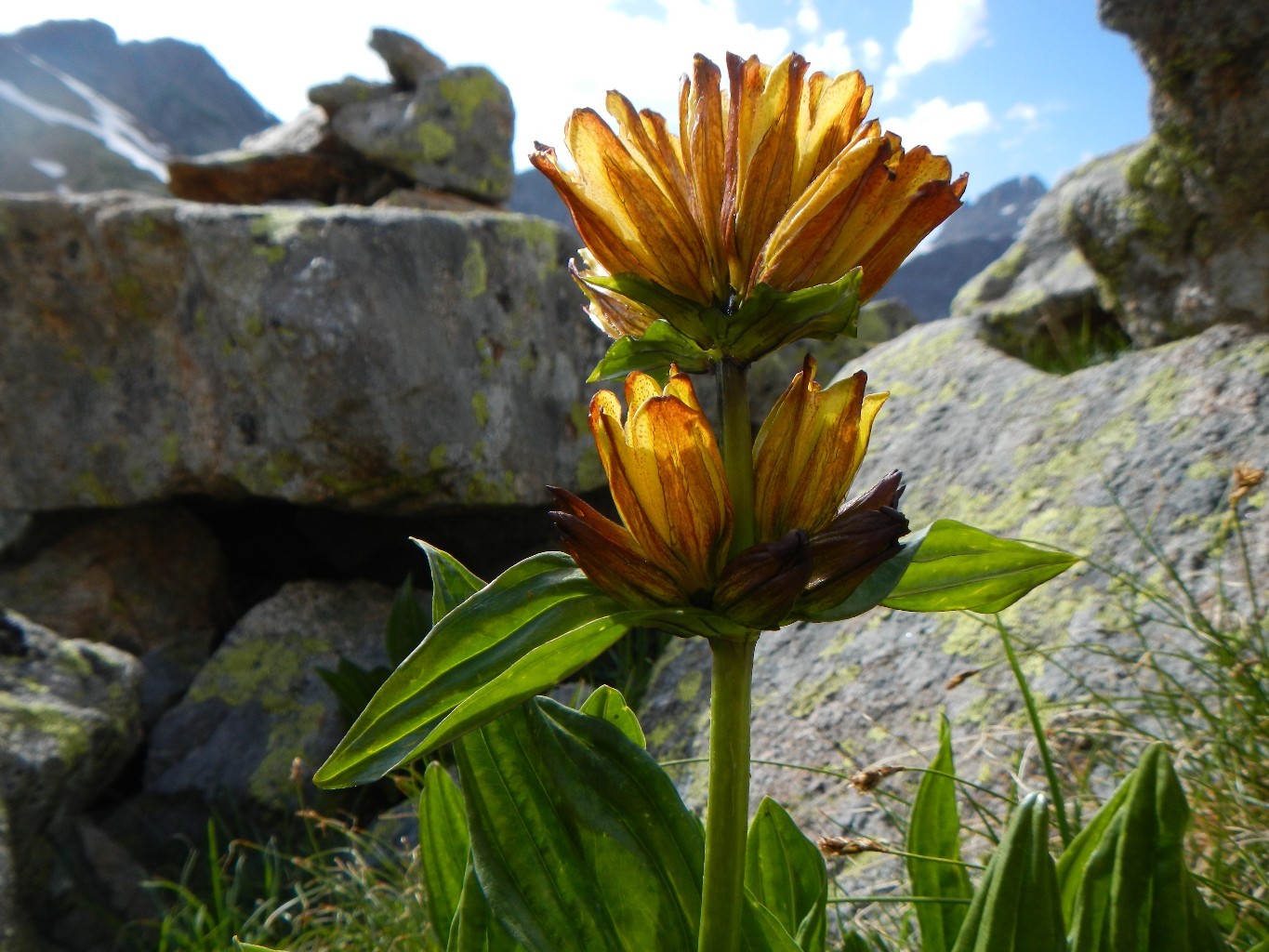 Un peu de couleur perdue dans cette roche