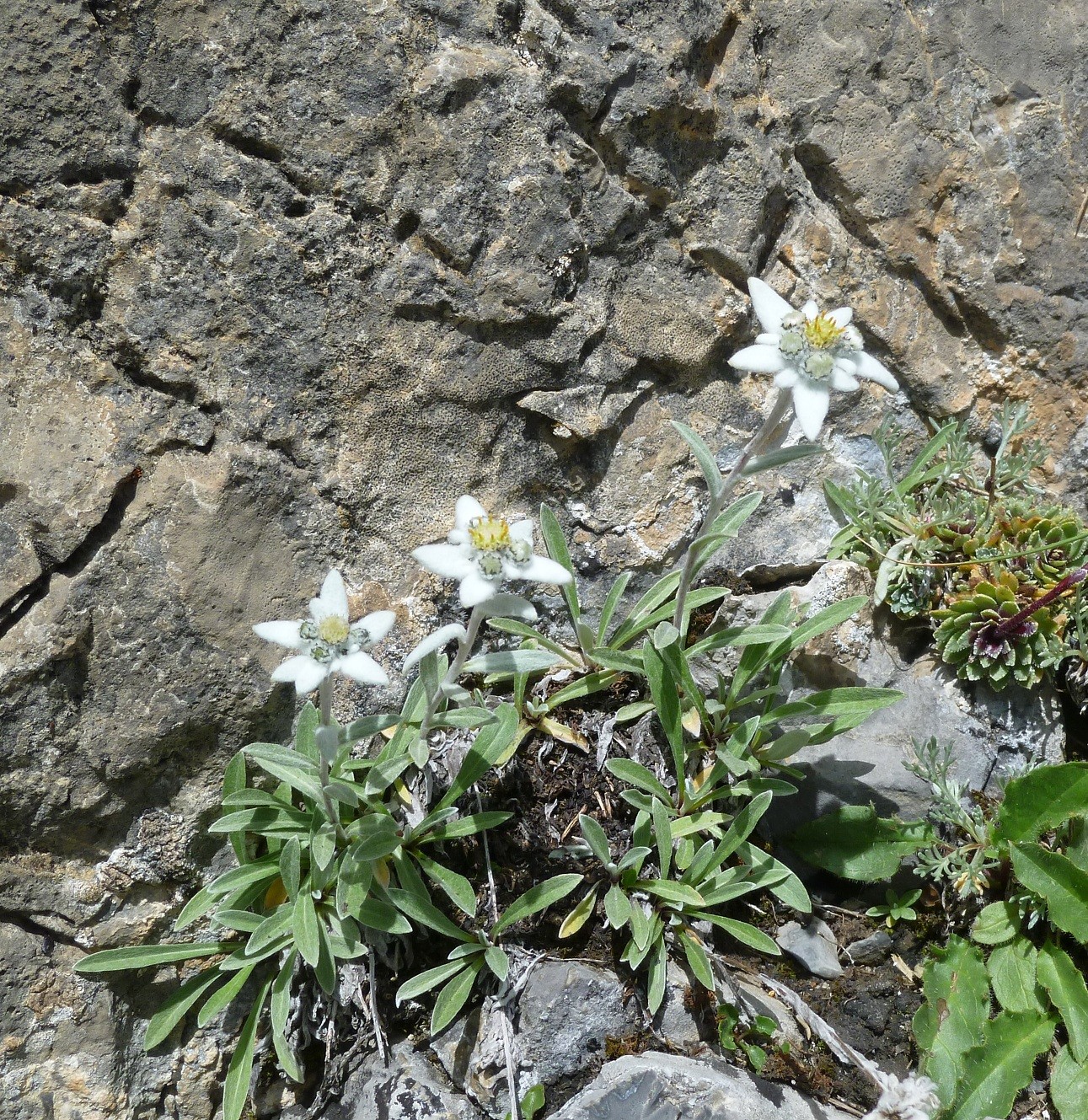 petites fleurs dans L5