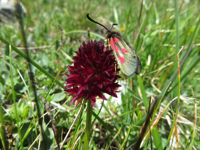 Nigritella nigra et Zygaena lonicerae