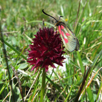 Nigritella nigra et Zygaena lonicerae