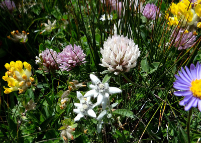 Combe de l'A - Jardin fleuri