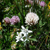 Combe de l'A - Jardin fleuri