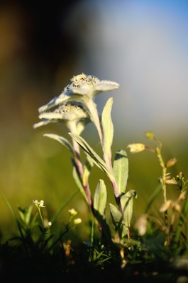 des edelweiss partout !