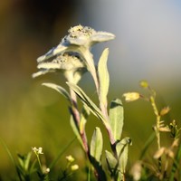 des edelweiss partout !