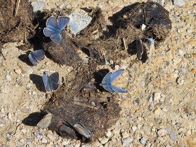 Jolis papillons bleus Jolis papillons bleus