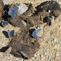 Jolis papillons bleus
