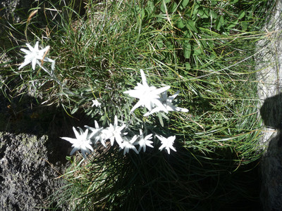 edelweiss