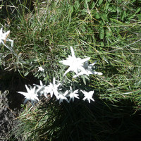 edelweiss