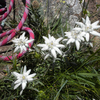 Sommet de la voie