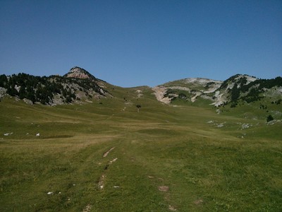 Plaine de la Queyrie - arbre taillé