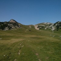 Plaine de la Queyrie - arbre taillé