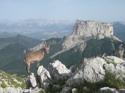 Bouquetin posant devant le Mont Aiguille