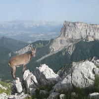 Bouquetin posant devant le Mont Aiguille
