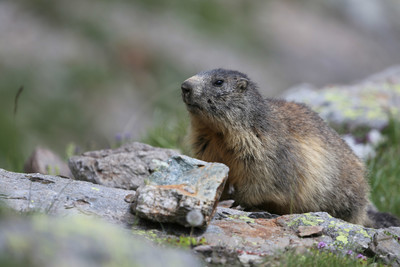 Marmotte de Chambran