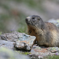 Marmotte de Chambran