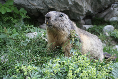 marmotte