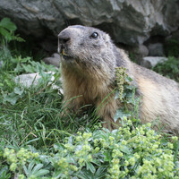 marmotte