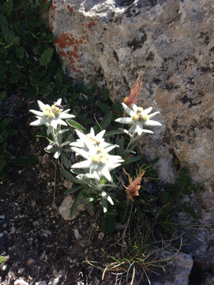 Magnifique Edelweiss