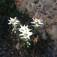Magnifique Edelweiss